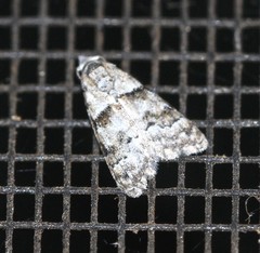 Nola euraphes