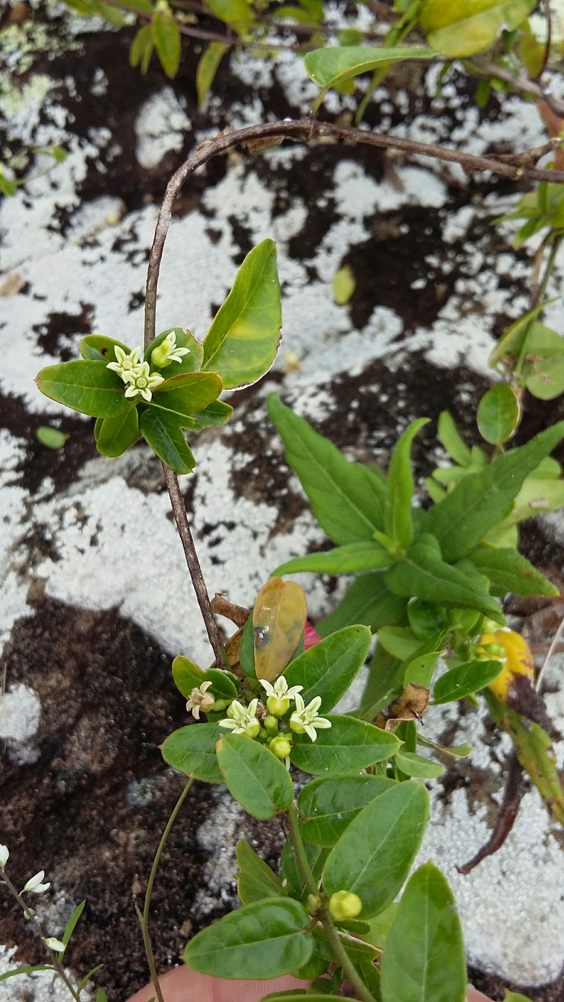 Metastelma decipiens