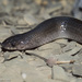 Mexican Hook-nosed Snake - Photo (c) Chris Harrison, some rights reserved (CC BY-NC), uploaded by Chris Harrison