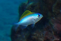 Chromis ovalis