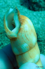Terebra guttata