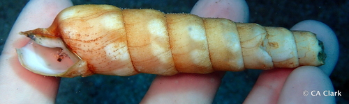 Terebra guttata observed 2018-05-27