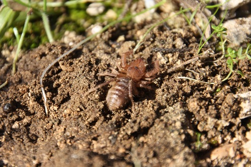 Gylippidae