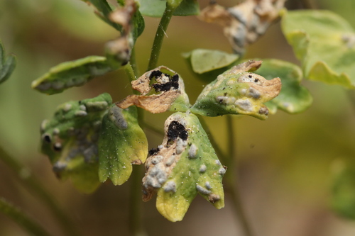 Delphinium anther smut