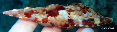 Charonia tritonis observed 2018-05-27