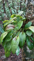 Acianthera pubescens