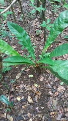 Anthurium crenatum