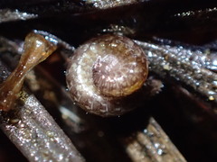 Caseyidae
