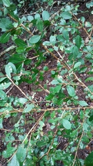 Erythroxylum brevipes