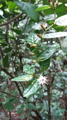 Lepidaploa borinquensis