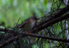 Turdus obscurus