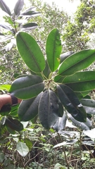 Sapium laurocerasus