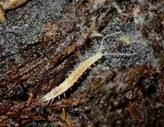 Symphyla