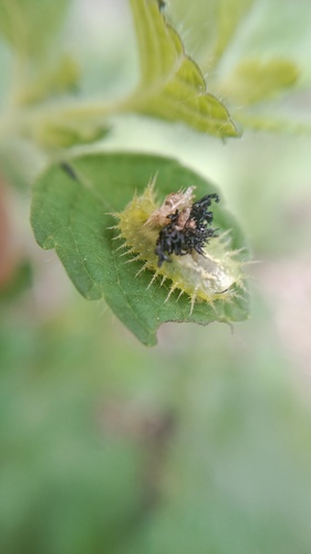 Green Tortoise Beetle (Cassida viridis) photo 4