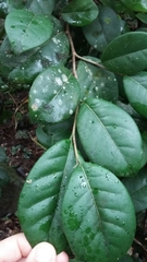 Coccoloba pyrifolia