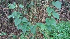 Neorudolphia volubilis