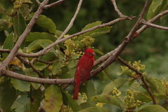Piranga rubra