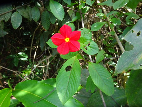 Mussaenda elegans