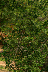 Strychnos matopensis image