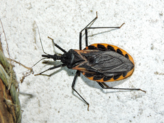 Triatoma