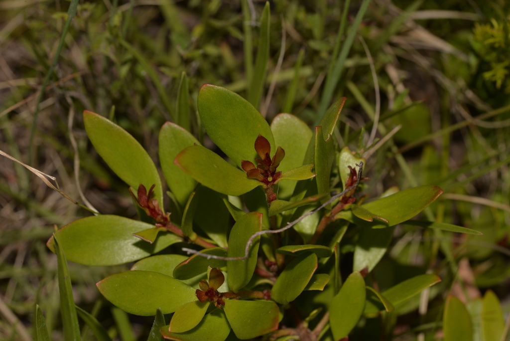 Persoonia procumbens