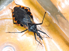 Triatoma