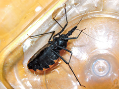 Triatoma