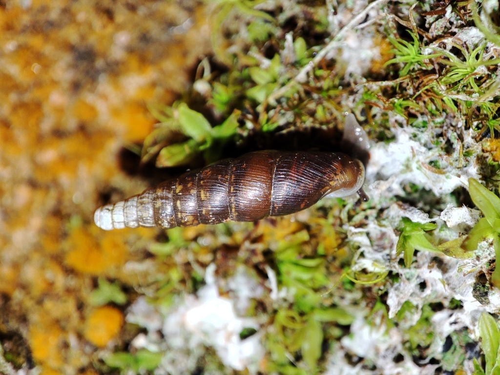 Paracochlodina orthostoma