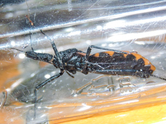 Triatoma