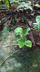 Peperomia glabella