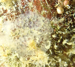 Eudistoma diaphanes