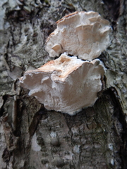 Rigidoporus