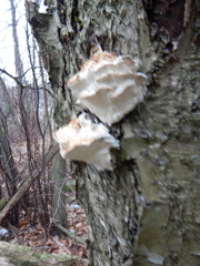 Rigidoporus