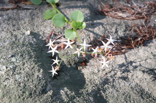 Crassula spathulata