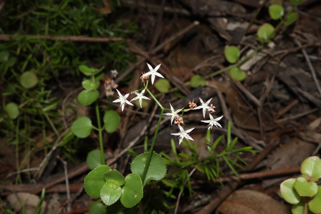 Crassula spathulata, bushland at southeast corner of Voyager Point, adjacent to Georges River and roughly between the two bridges, Sydney, New South Wales