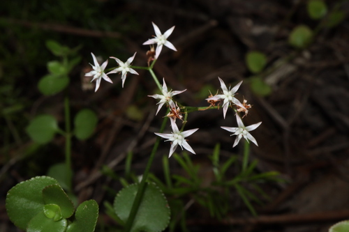 Crassula spathulata
