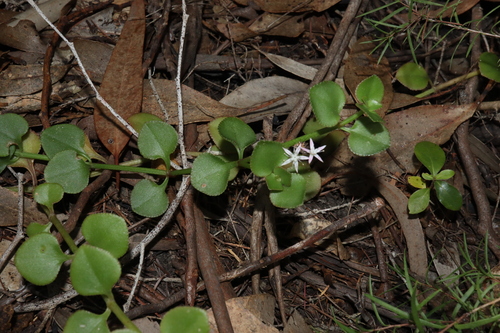 Crassula spathulata