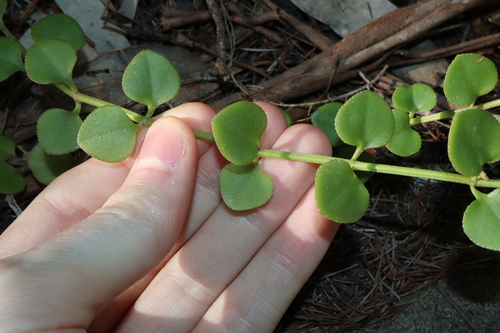 Crassula spathulata