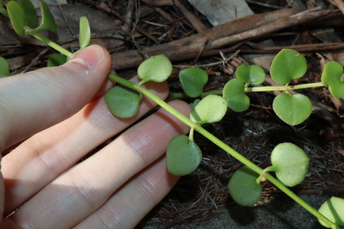 Crassula spathulata