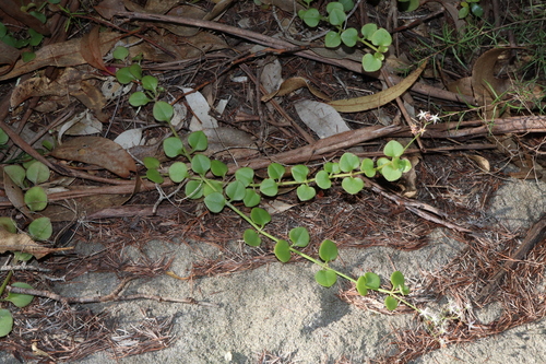 Crassula spathulata