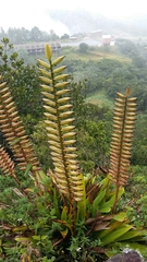 Vriesea macrostachya