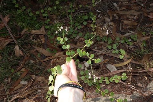 Crassula spathulata