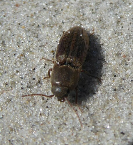 Lined Click Beetle, 9989 Warffum, Nederland, photo 8 of 10
