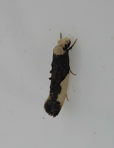 White-blotched Clothes Moth, 9989 Warffum, Nederland, photo 8 of 10
