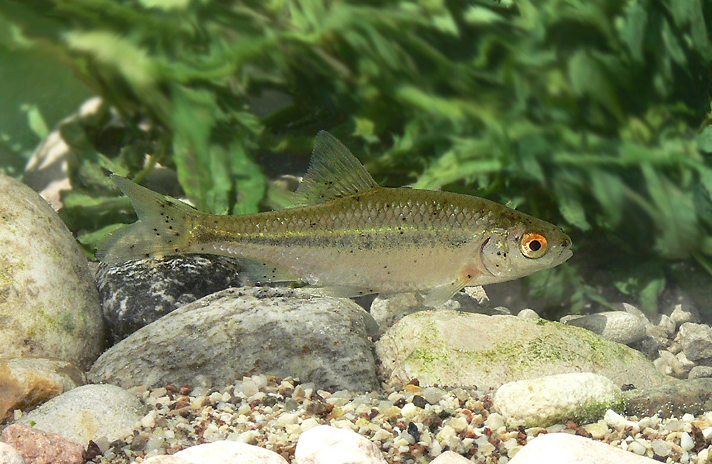 Italian roach (Leucos aula) — Cyprinidae
