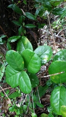 Schlegelia brachyantha