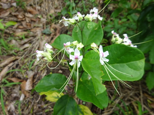 Clerodendrum umbellatum