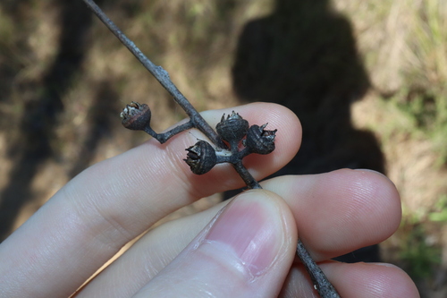 Image of Eucalyptus parramattensis by (c) Thomas Mesaglio, some rights reserved (CC BY)