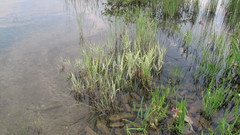 Phalaris arundinacea picta