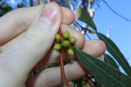 Image of Eucalyptus parramattensis by (c) Thomas Mesaglio, some rights reserved (CC BY)